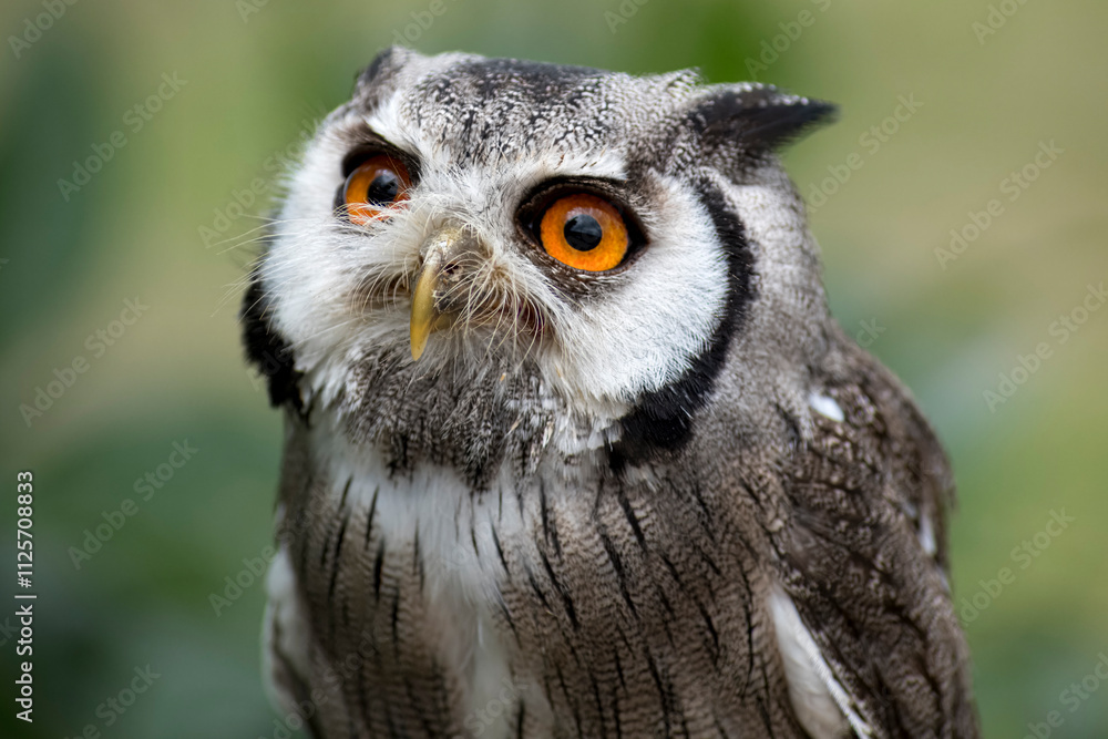 The Northern White-Faced Owl (Ptilopsis leucotis). The Northern White-Faced Owl (Ptilopsis leucotis).
