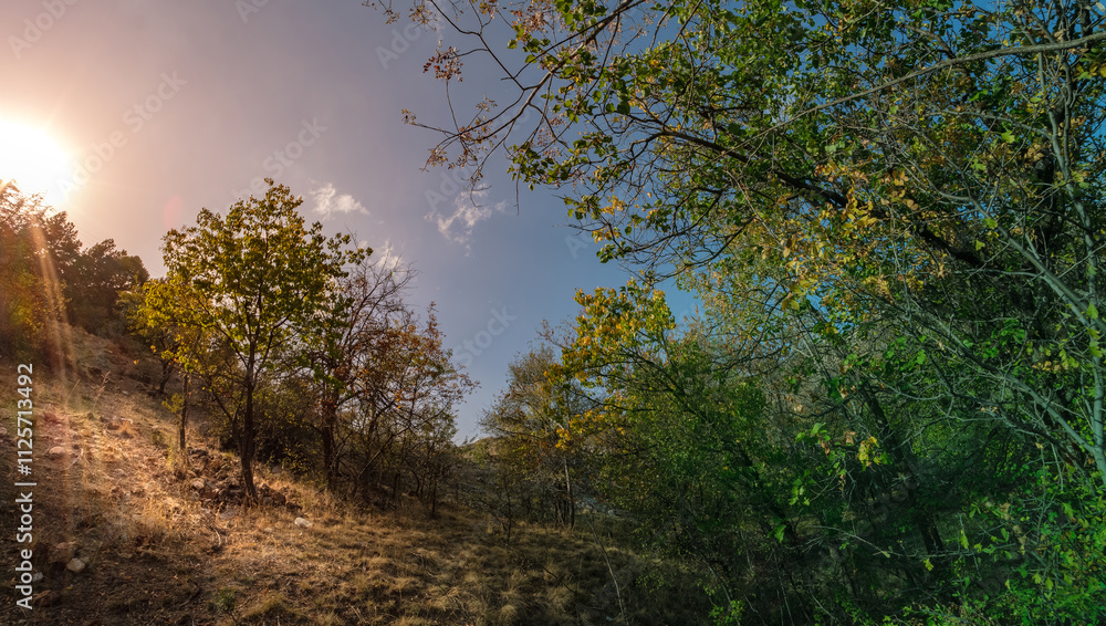 Fototapeta premium A panoramic view of a sunlit forest. showcasing the vibrant colors of autumn foliage and the clear blue sky.