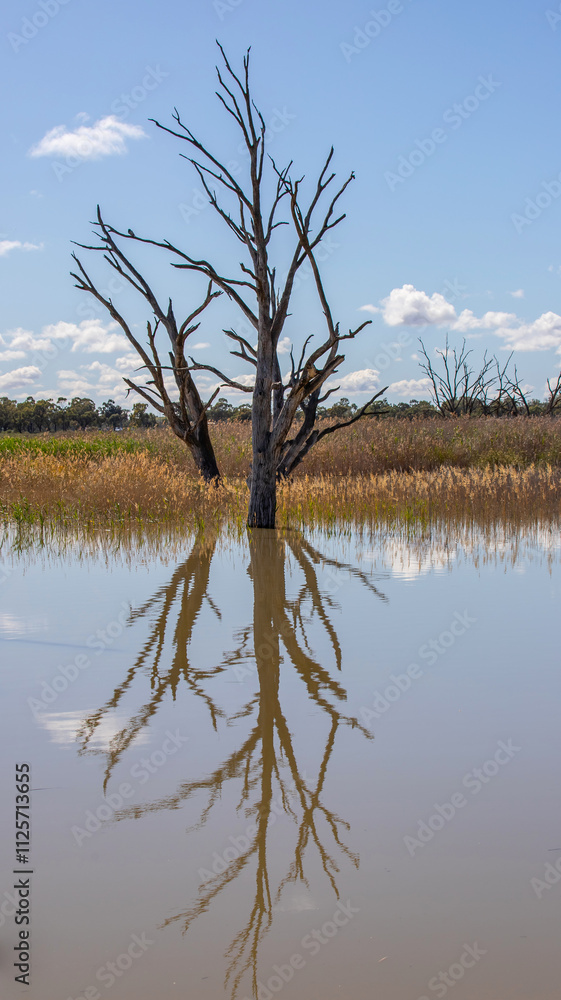 Serene wetland scene with a dead tree reflecting in calm water surrounded by reeds and lush greenery under a blue sky Serene wetland scene with a dead tree reflecting in calm water surrounded by reeds and lush greenery under a blue sky