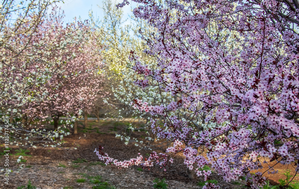 Fototapeta premium Beautiful almond orchard in full bloom under a vibrant sky, showcasing rows of flowering trees and lush green grass