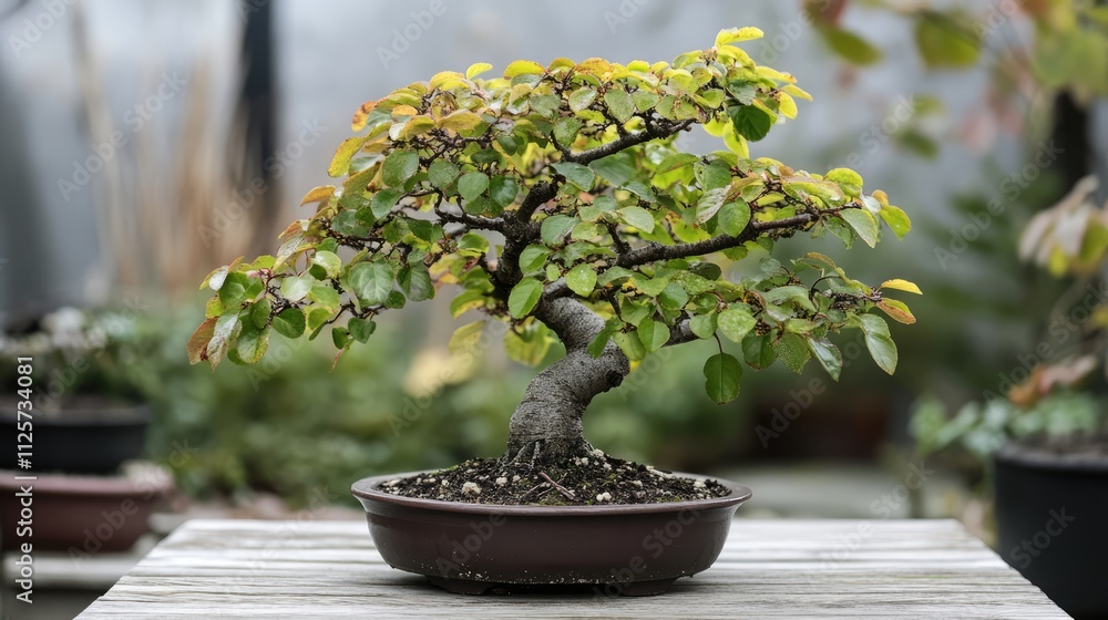 Variegated Ulmus minor bonsai tree showcasing lush foliage ideal for outdoor gardening and landscaping decor Variegated Ulmus minor bonsai tree showcasing lush foliage ideal for outdoor gardening and landscaping decor
