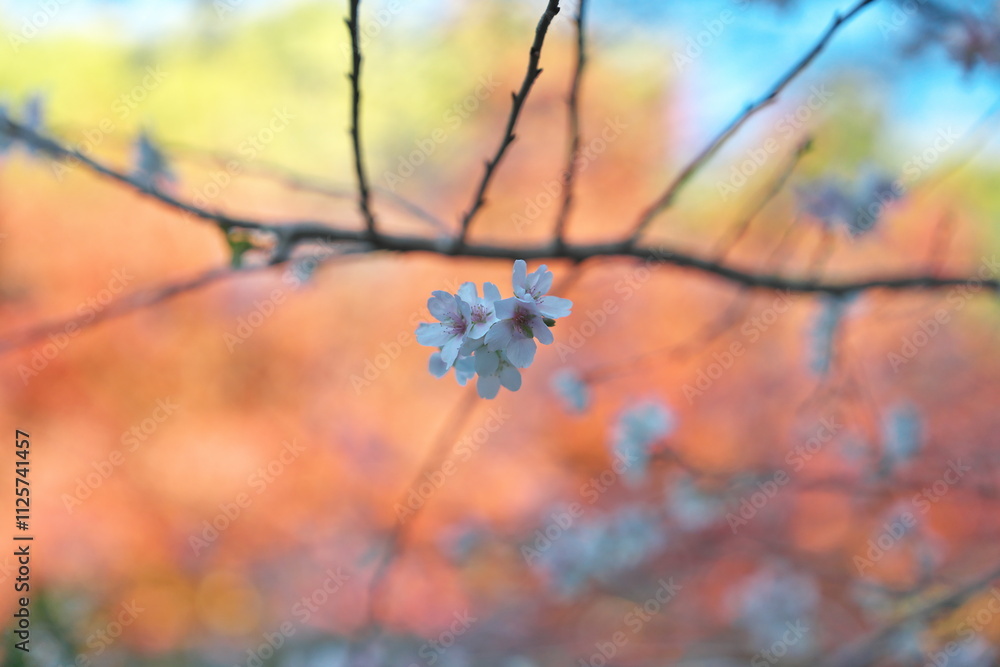 Aichi,Japan - December 9, 2024: Rare scene of Sakura or cherry blossoms on red autumn leaves background in winter in Japan Aichi,Japan - December 9, 2024: Rare scene of Sakura or cherry blossoms on red autumn leaves background in winter in Japan