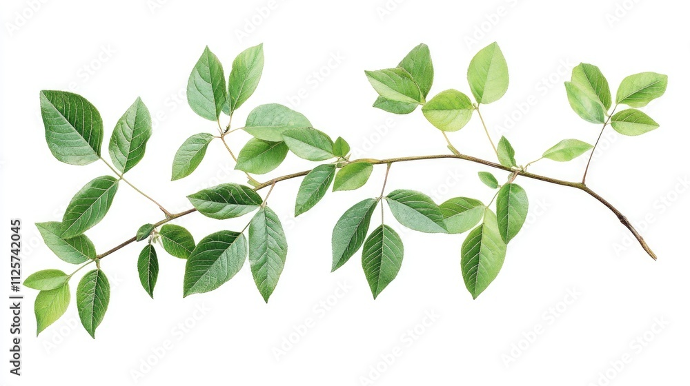 Green vine plant branch with lush leaves isolated on white background natural tropical foliage for design and decoration purposes Green vine plant branch with lush leaves isolated on white background natural tropical foliage for design and decoration purposes