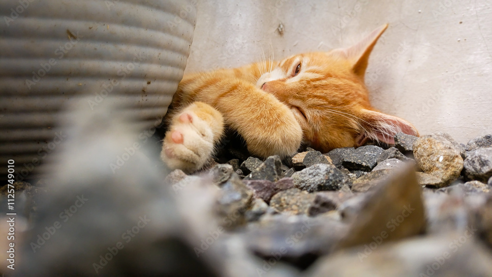 A wild kitten is sleeping behind a pot in a garden with natural rocks A wild kitten is sleeping behind a pot in a garden with natural rocks