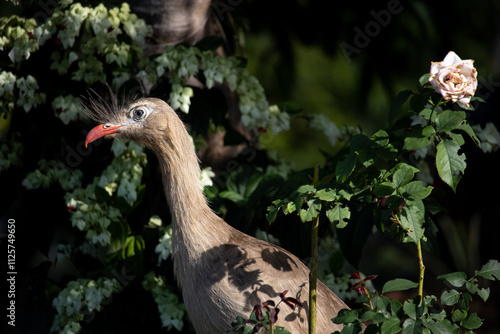 The red-legged seriema is a predatory terrestrial bird in the family Cariamidae. The species was formerly classified within the order Gruiformes, but molecular data suggest that seriemas are part of a photo