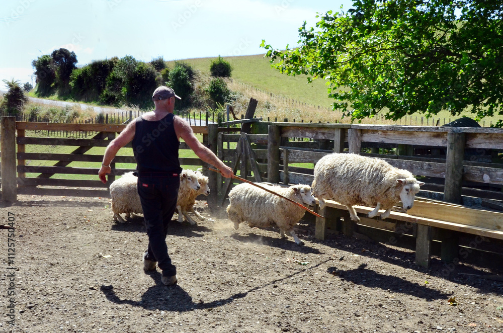 New Zealander farmer sheep farming.