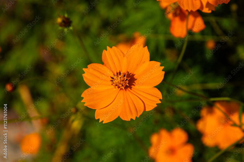 close-up of the cosmos flower in autumn close-up of the cosmos flower in autumn