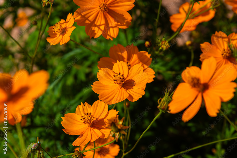 close-up of the cosmos flower in autumn close-up of the cosmos flower in autumn