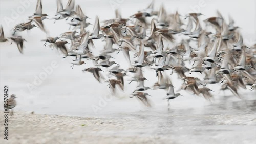 飛び立ち着地するハマシギの群れ (鳴き声あり)
