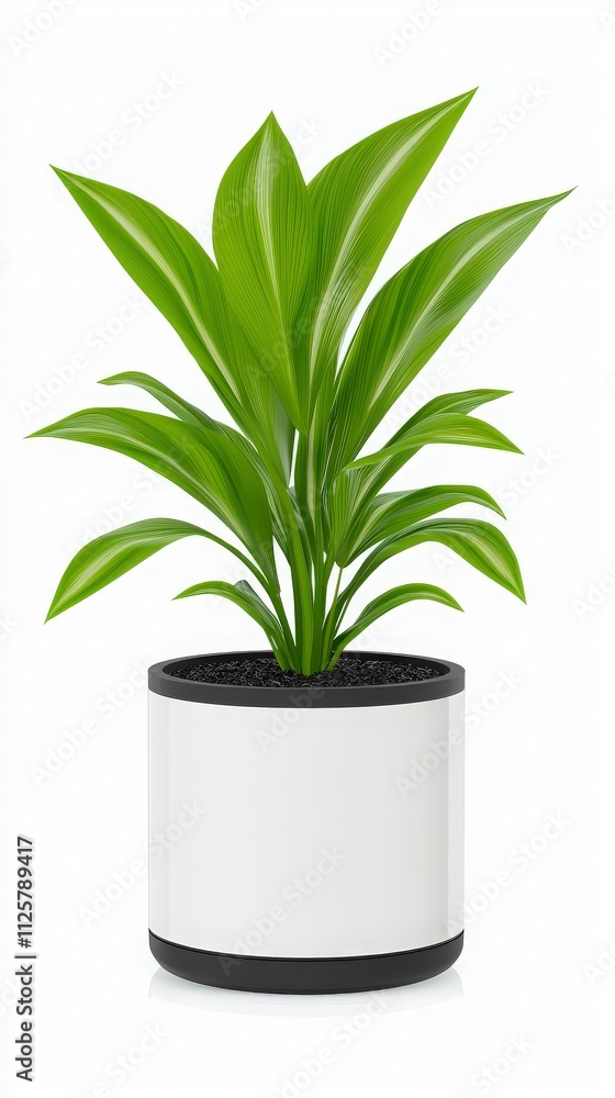 Dracaena Marginata in White Pot, Houseplant Dracaena Marginata in White Pot, Houseplant