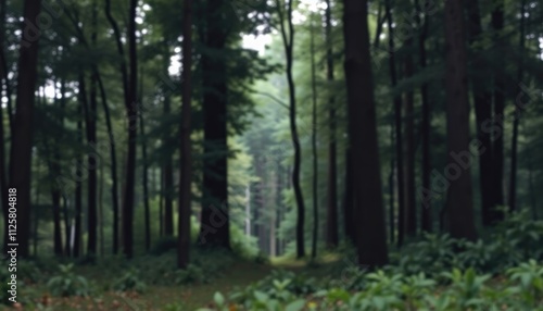 Background photo featuring a realistic forest scene with layered depth and diffused natural lighting