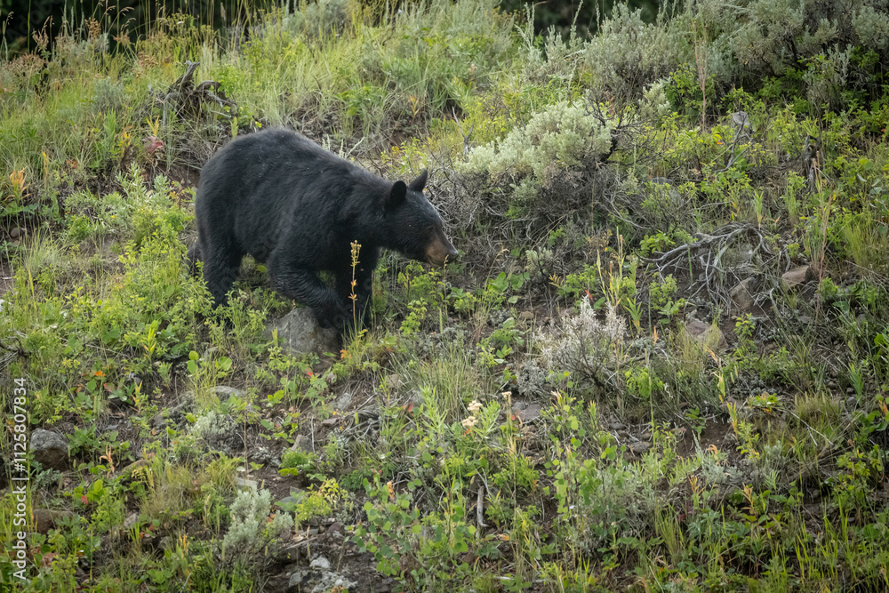 Black Bear Steps Over Large Rock On Hill Side Black Bear Steps Over Large Rock On Hill Side