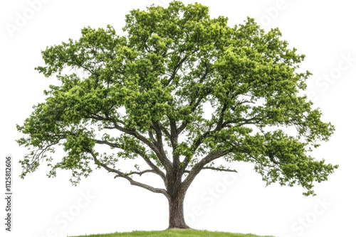 European ash tree isolated on transparent background - high quality PNG of deciduous tree with green leaves and gray bark