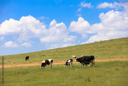 A herd of cattle on the prairie