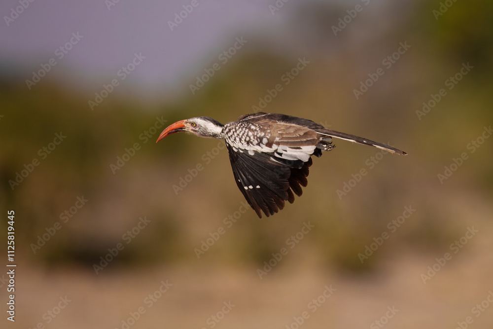 Obraz premium Southern Yellow-billed Hornbill, Tockus leucomelas, bird with big bill in the nature habitat with evening sun, sitting on the branch, on the ground, close up, flying