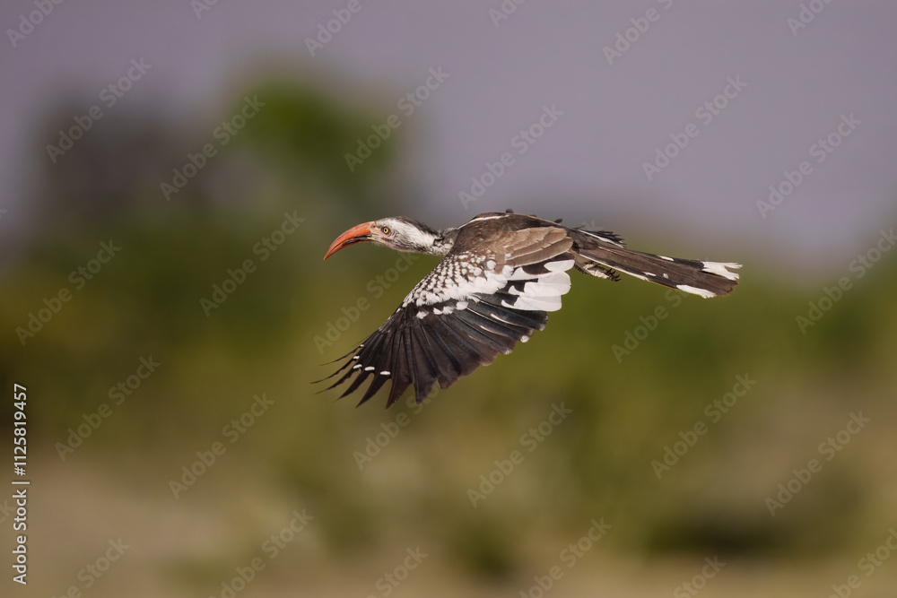 Obraz premium Southern Yellow-billed Hornbill, Tockus leucomelas, bird with big bill in the nature habitat with evening sun, sitting on the branch, on the ground, close up, flying