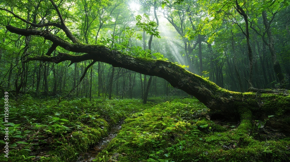 Exploring the humid forest floor capturing water vapor in a lush woodland environment with a ground-level perspective Exploring the humid forest floor capturing water vapor in a lush woodland environment with a ground-level perspective