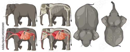 Elephant Anatomy and Structure Illustration