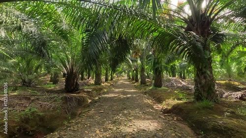 moving shot of palm oil trees plantation in the morning. trees that produce crude palm oil