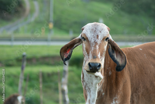 vaca, animal, chacras, ganado, agricultura, caballo, ganado, mamífero, césped, campa, carne, toro, naturaleza, café, blanco, administrar, leche, agricultura, granja productora de leche, asno, campesin