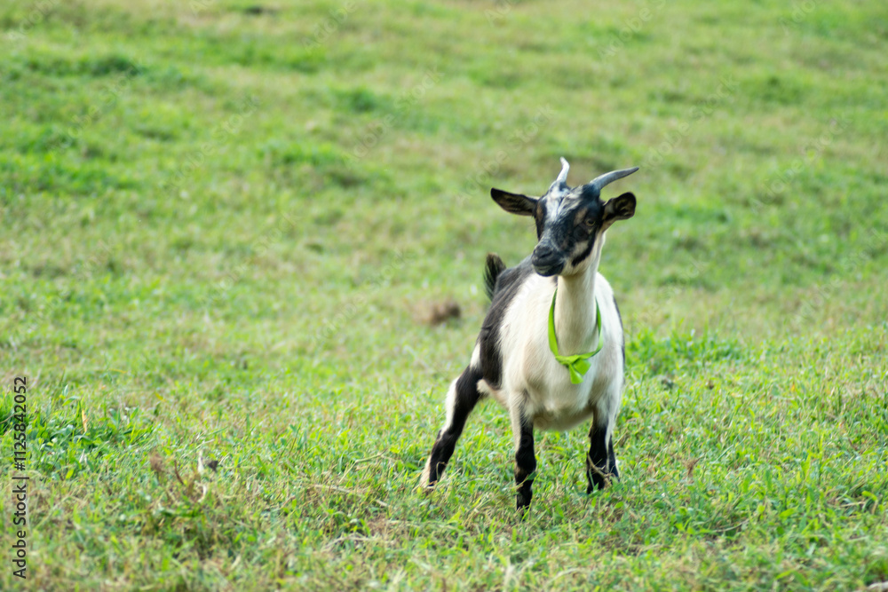 cabra, animal, chacras, mamífero, naturaleza, césped, café, ganado, animal, agricultura, blanco, dehesa, verano, administrar, campa, verde, domestica, pelaje, bocinas, retrato, bocinas, borregos, corn cabra, animal, chacras, mamífero, naturaleza, césped, café, ganado, animal, agricultura, blanco, dehesa, verano, administrar, campa, verde, domestica, pelaje, bocinas, retrato, bocinas, borregos, corn