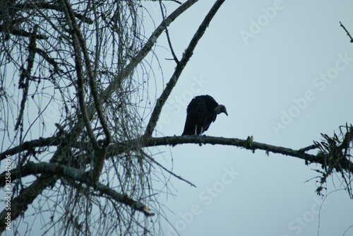 ave, naturaleza, árbol, cielo, animal, ave, alambrada, fauna, azul, sucursal, pico, golondrinas, emplumar, negro, aguilas, inhospitalario, ave de presa, animal, alas, blanco, azores, primavera, perca,