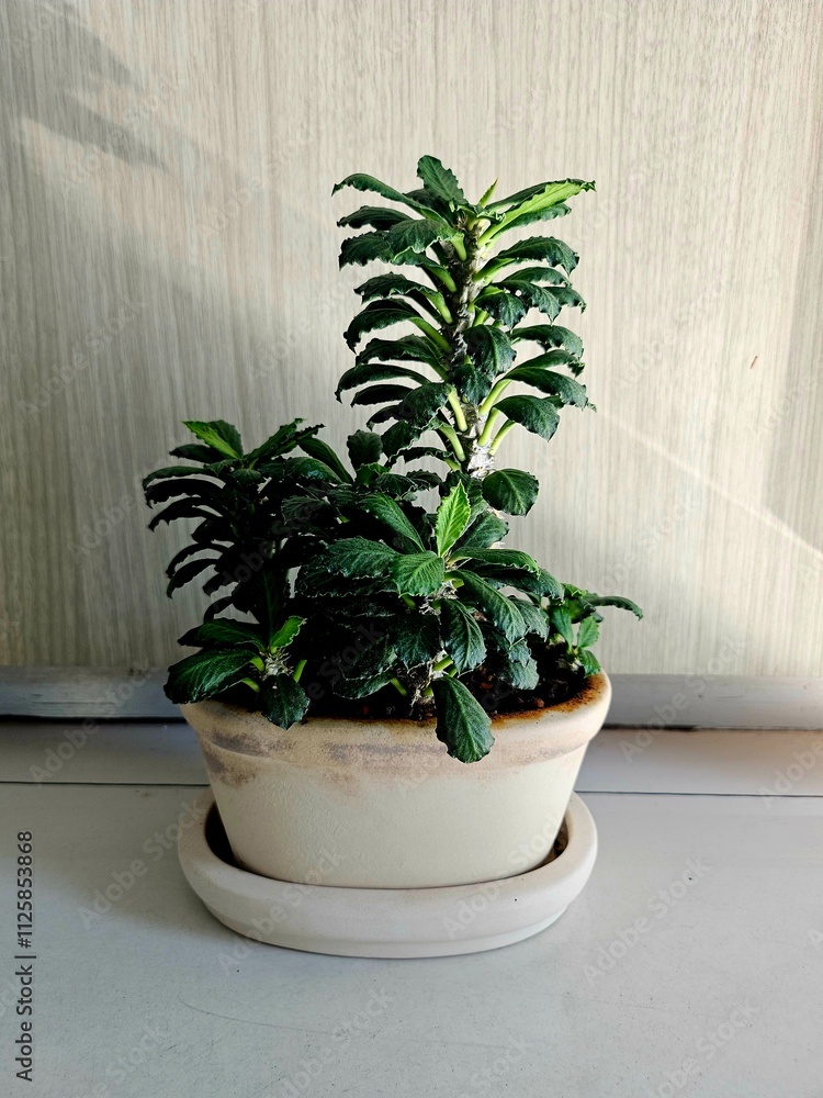 Fototapeta premium plant in a pot