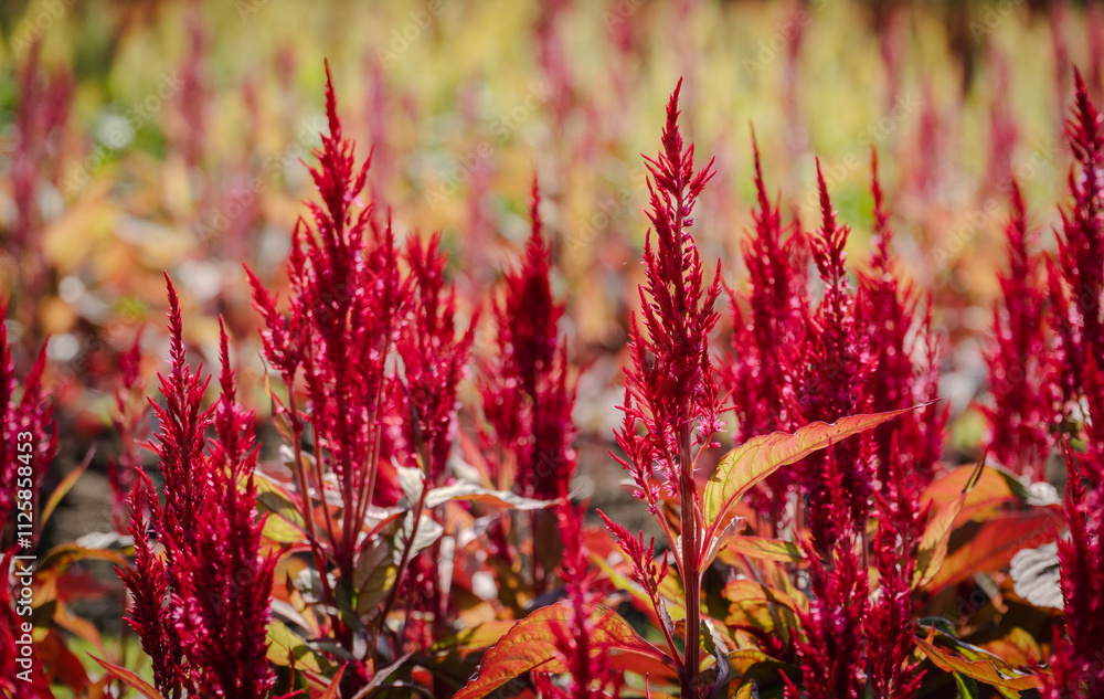 Celosia Plumosa or plumed celosia flower in the garden Celosia Plumosa or plumed celosia flower in the garden