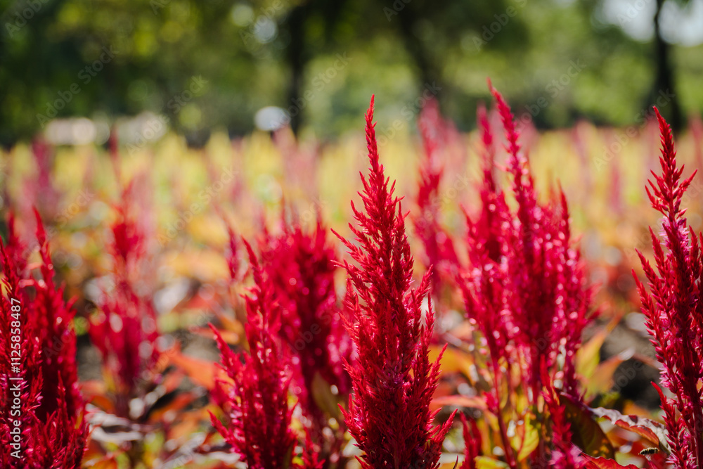 Celosia Plumosa or plumed celosia flower in the garden Celosia Plumosa or plumed celosia flower in the garden