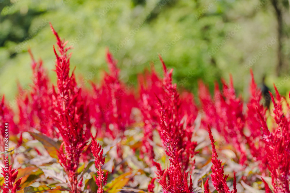 Celosia Plumosa or plumed celosia flower in the garden Celosia Plumosa or plumed celosia flower in the garden