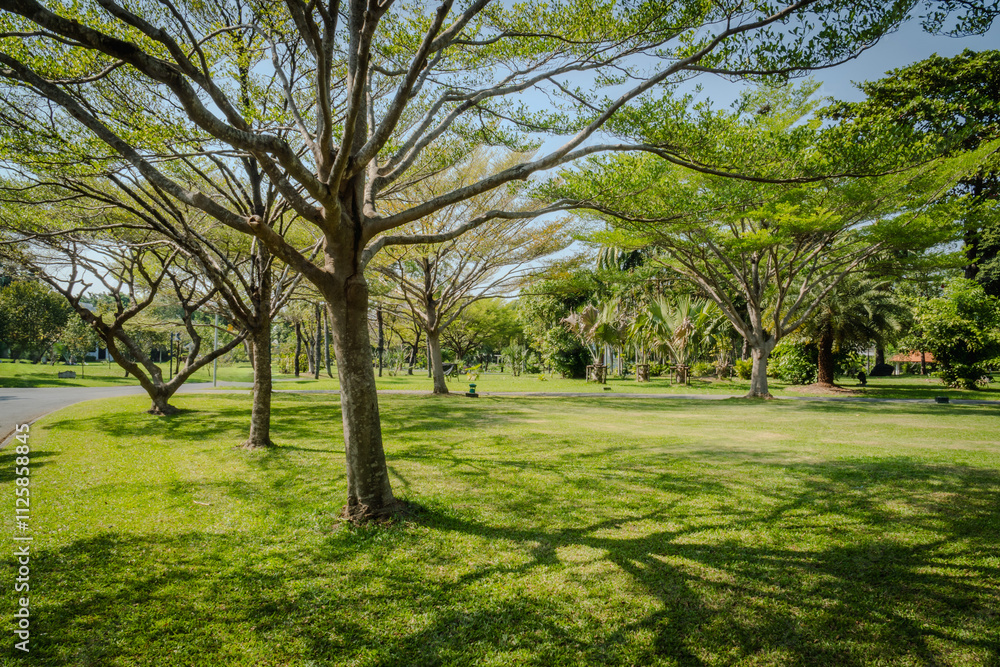 green city park with terminalia ivorensis tree green city park with terminalia ivorensis tree