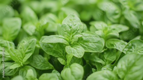 Wallpaper Mural Fresh Basil Sprouts: A close-up shot of vibrant, green basil sprouts in a lush, textured field, capturing the essence of new life and growth.   Torontodigital.ca