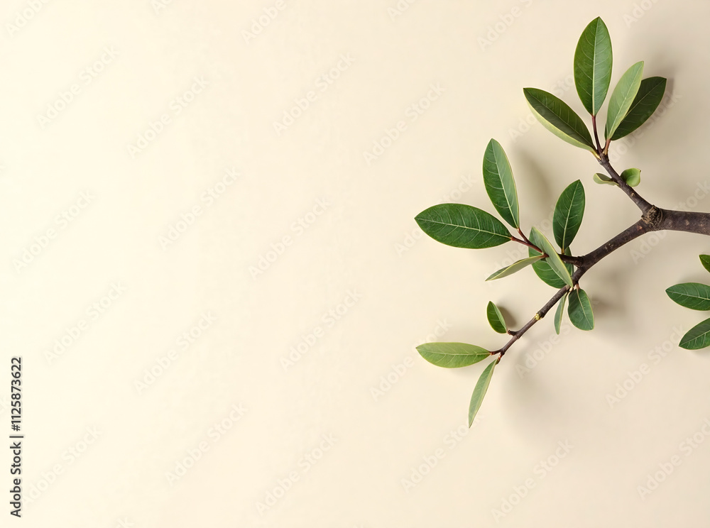 Minimalistic nature concept with copy space Elegant olive tree leaves on neutral soft pastel beige wall Copy space image Place for adding text or design Minimalistic nature concept with copy space Elegant olive tree leaves on neutral soft pastel beige wall Copy space image Place for adding text or design
