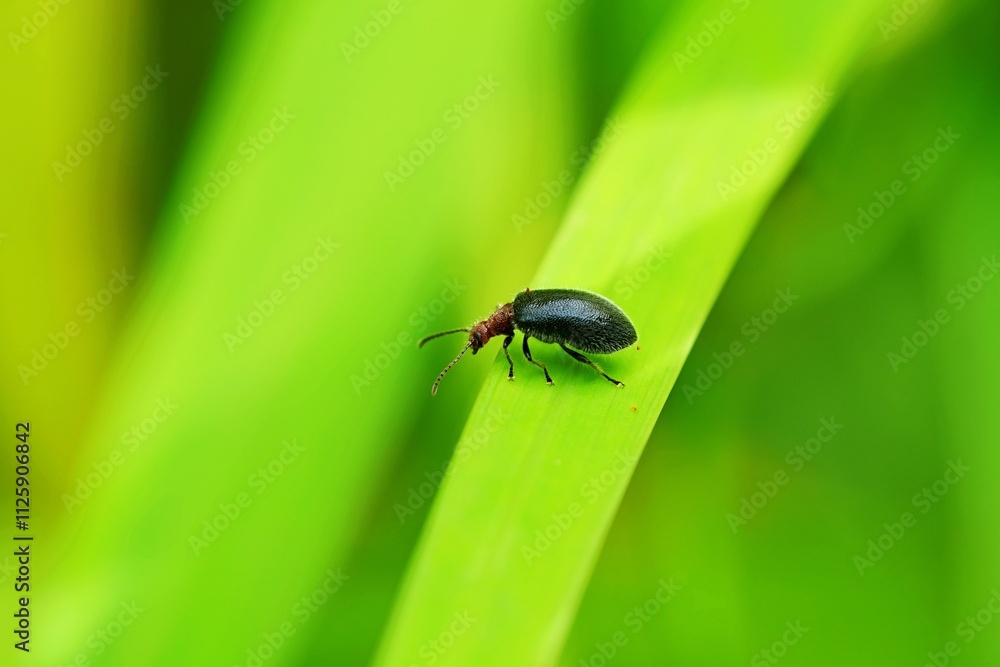 Macro shot of a small black beetle with a reddish head perched on a fresh green blade of grass. Highlights its shiny texture and natural environment, perfect for insect and nature photography enthusia Macro shot of a small black beetle with a reddish head perched on a fresh green blade of grass. Highlights its shiny texture and natural environment, perfect for insect and nature photography enthusia