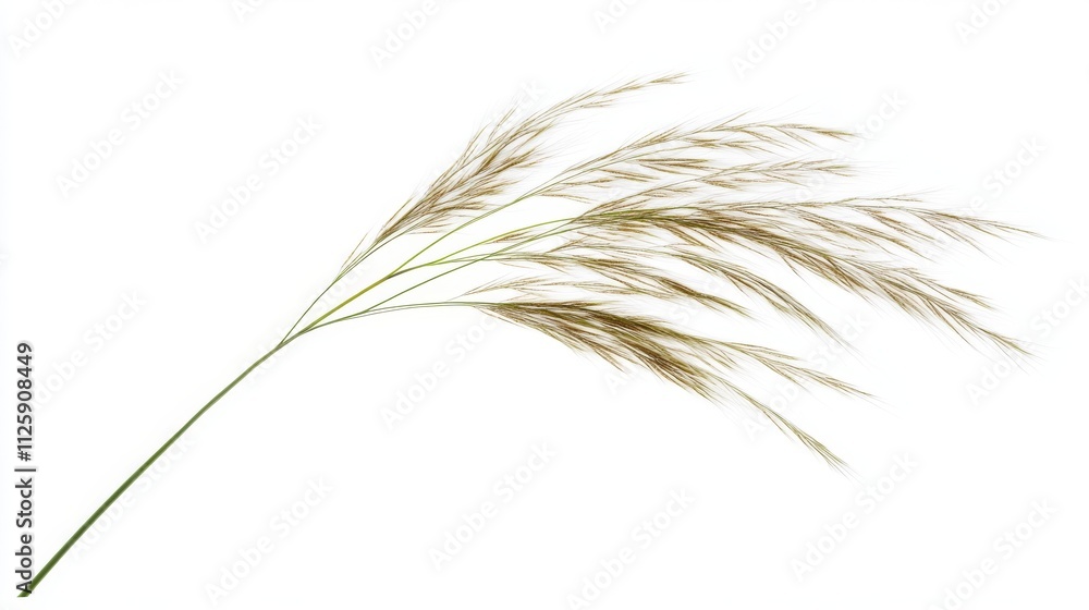 90.Fine-leaved Nassella tenuissima isolated in a high-definition cutout, the slender, graceful blades spreading outward in a light, feathery form; the fine, soft leaves create a natural, airy 90.Fine-leaved Nassella tenuissima isolated in a high-definition cutout, the slender, graceful blades spreading outward in a light, feathery form; the fine, soft leaves create a natural, airy