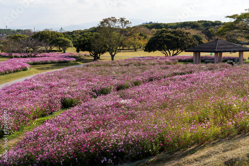 Cosmos field at Uminonakamichi Park in Fukuoka, Japan photo