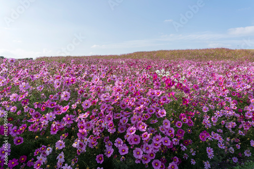 Cosmos field at Uminonakamichi Park in Fukuoka, Japan photo