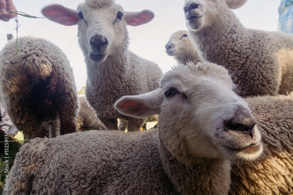 Obraz premium Close-up view of several sheep, likely in a pasture. A person's hand is reaching out to one of the sheep, possibly offering food. AMBURY FARM, AUCKLAND, NEW ZEALAND