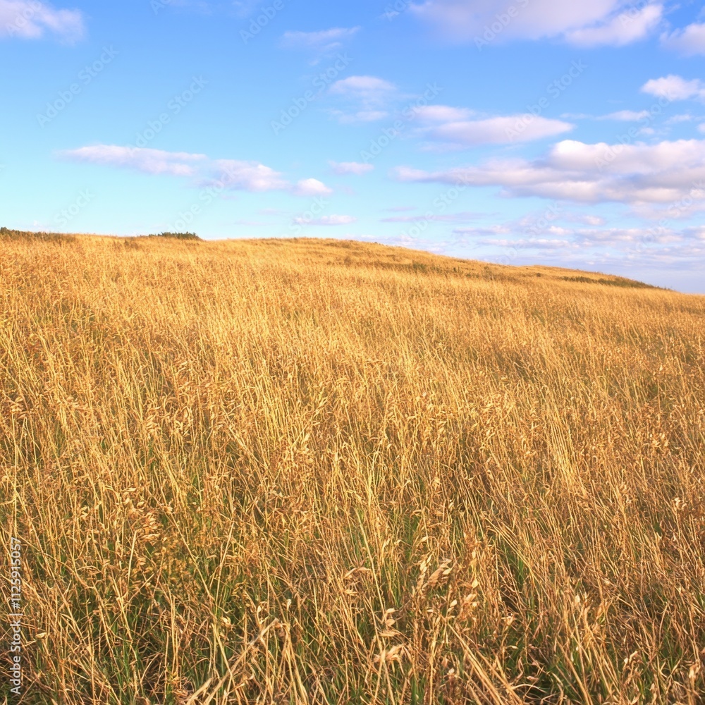 Golden Grassland Under a Summer Sky