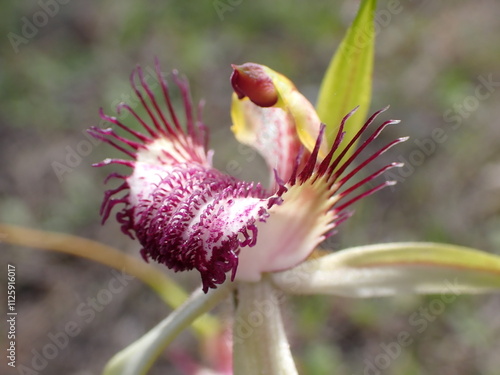 Hybrid Daddy long legs x Arrowsmith green spider orchid photo