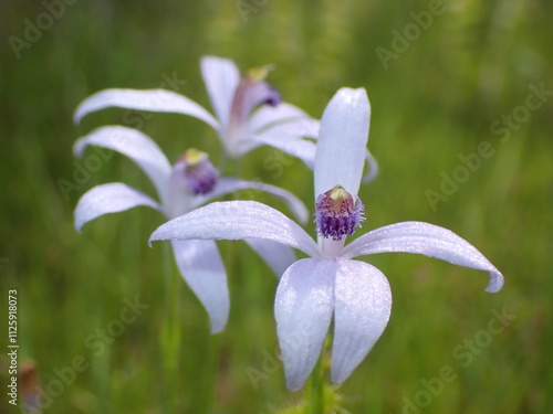 Blue beard orchids flowering in August photo