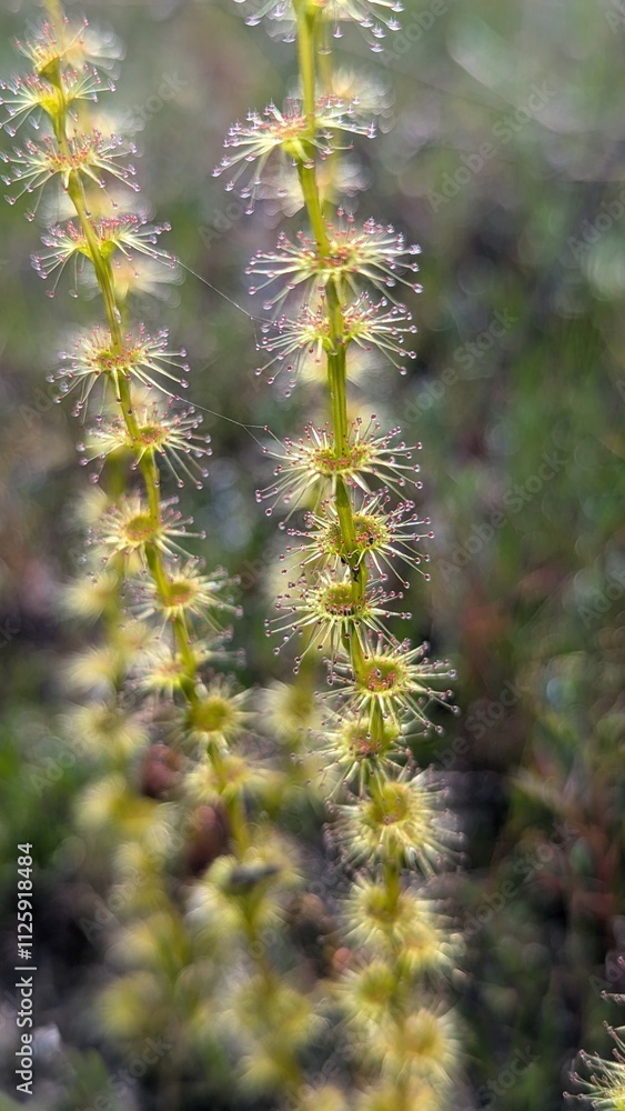 Sundew carnivorous plant Sundew carnivorous plant