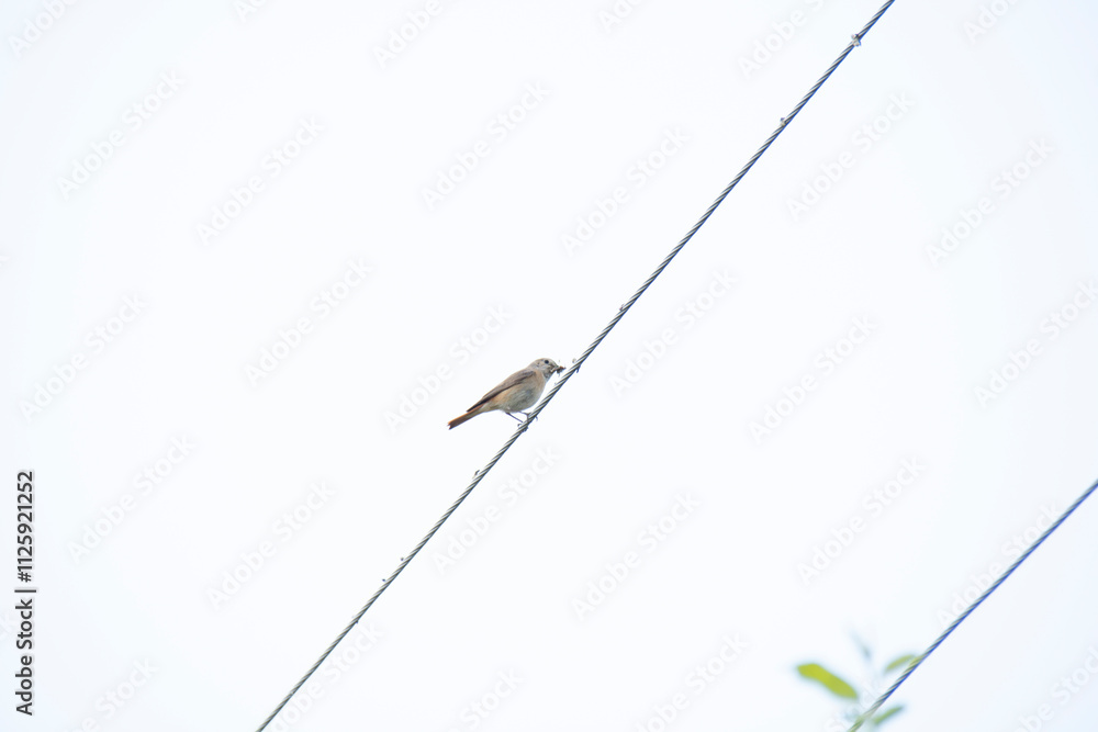 A bird sits on a wire against the background of a light sky A bird sits on a wire against the background of a light sky