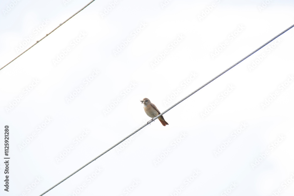 A bird sits on a wire against the background of a light sky A bird sits on a wire against the background of a light sky