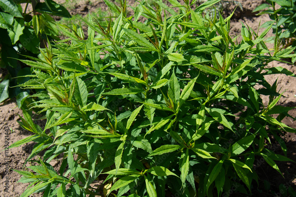 Green phlox bush in the garden in summer Green phlox bush in the garden in summer