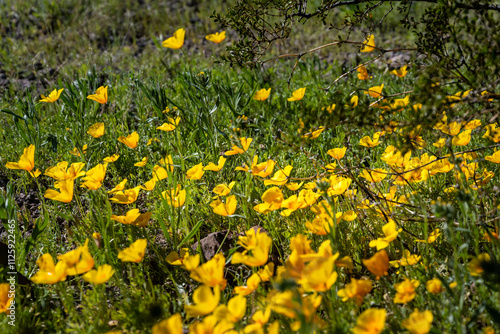 A California Poppy in Picacho Peak SP, Arizona