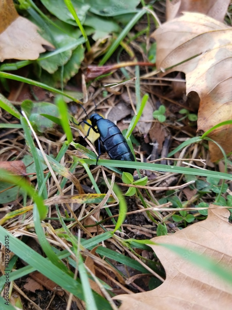 Green Bug in The Grass and Path Green Bug in The Grass and Path