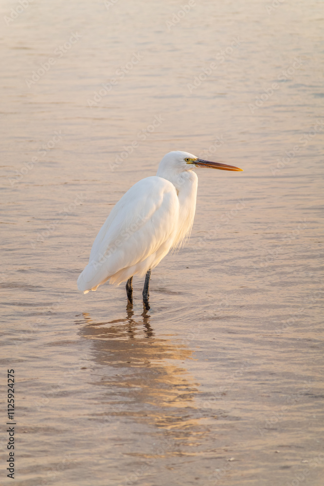 Great egret (Ardea alba), a medium-sized white heron fishing on the sea beach Great egret (Ardea alba), a medium-sized white heron fishing on the sea beach