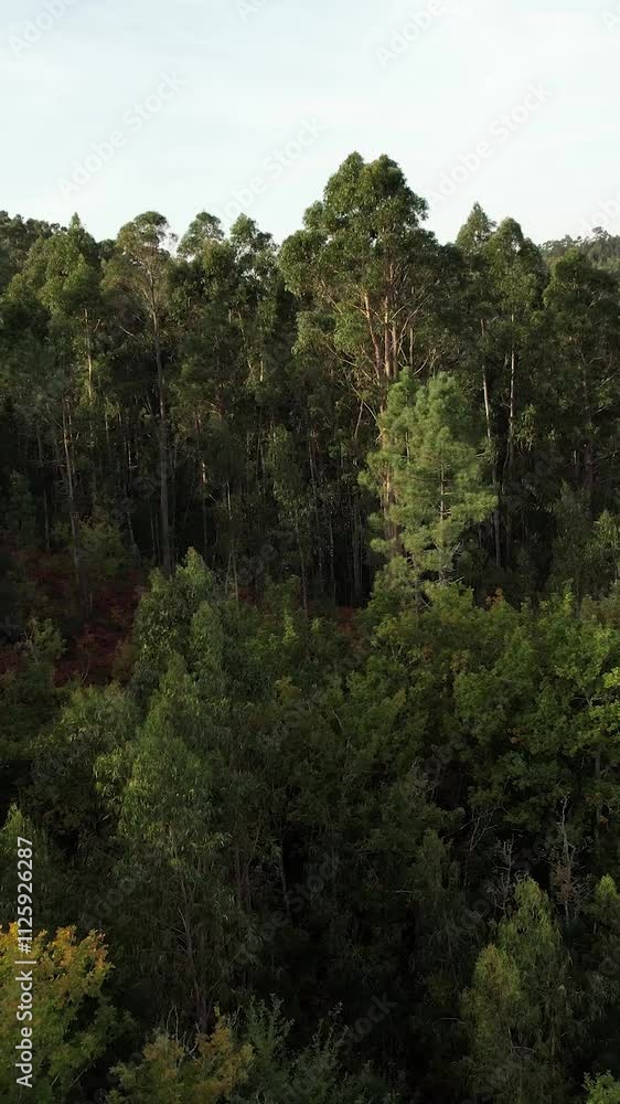 Vertical Video of Aerial Dense Forest Trees Vertical Video of Aerial Dense Forest Trees