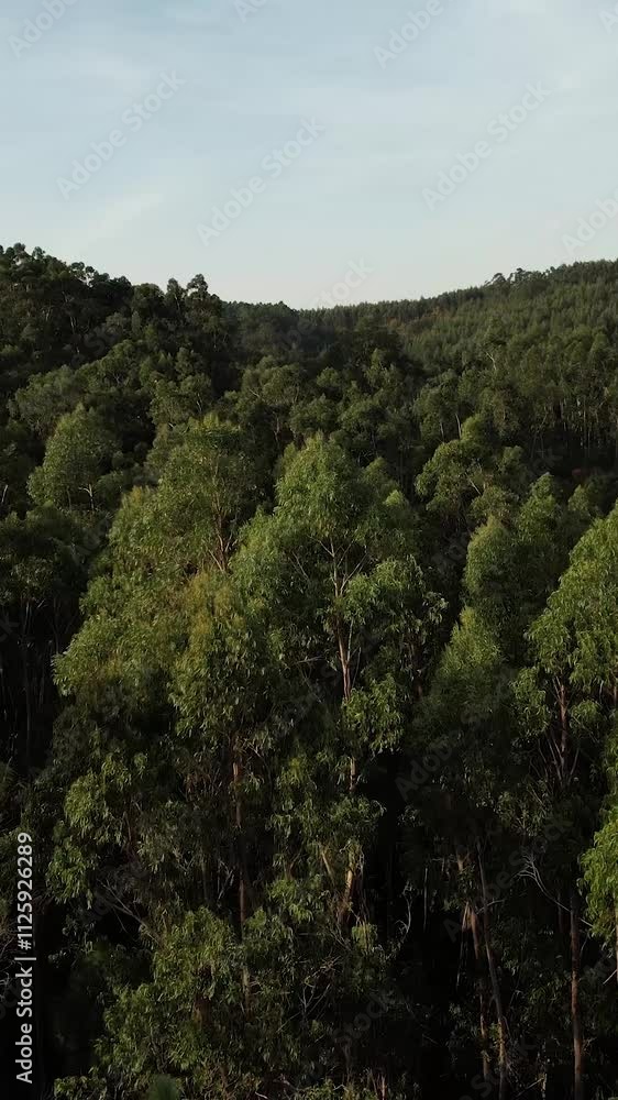 Vertical Video of Aerial Dense Forest Trees Vertical Video of Aerial Dense Forest Trees